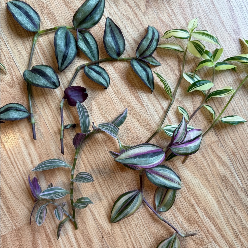 Plant Cuttings - Picture 5 of 8